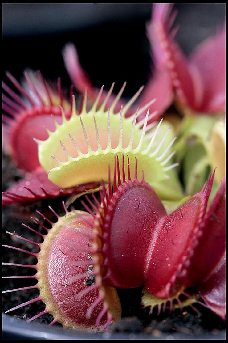  p>捕蝇草,( i>dionaea muscipula /i>),英文名称为venus flytrap,是