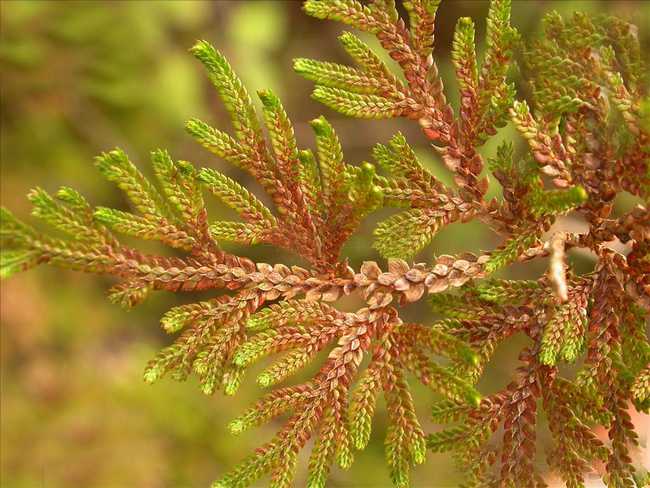  p>旱生卷柏(学名:selaginella stauntoniana spring)是卷柏科卷柏属 