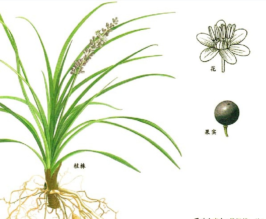 是百合科山麦冬属植物.