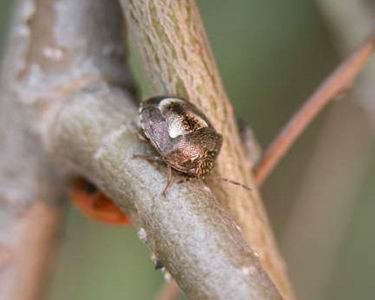 大叶女贞白蜡蚧