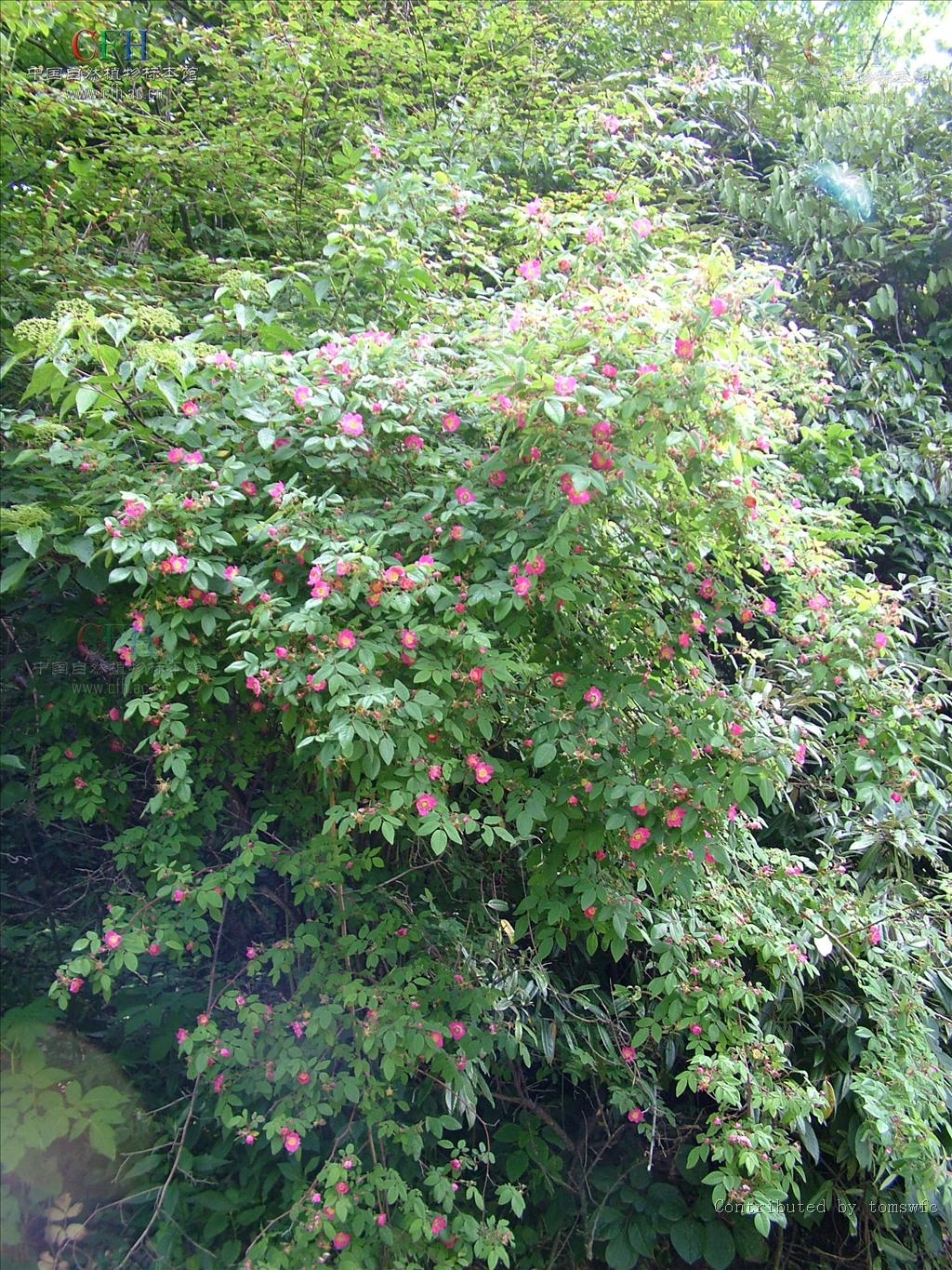  p>刺梗蔷薇(学名: i>rosa setipoda /i>  hemsl. &amp; e. h.