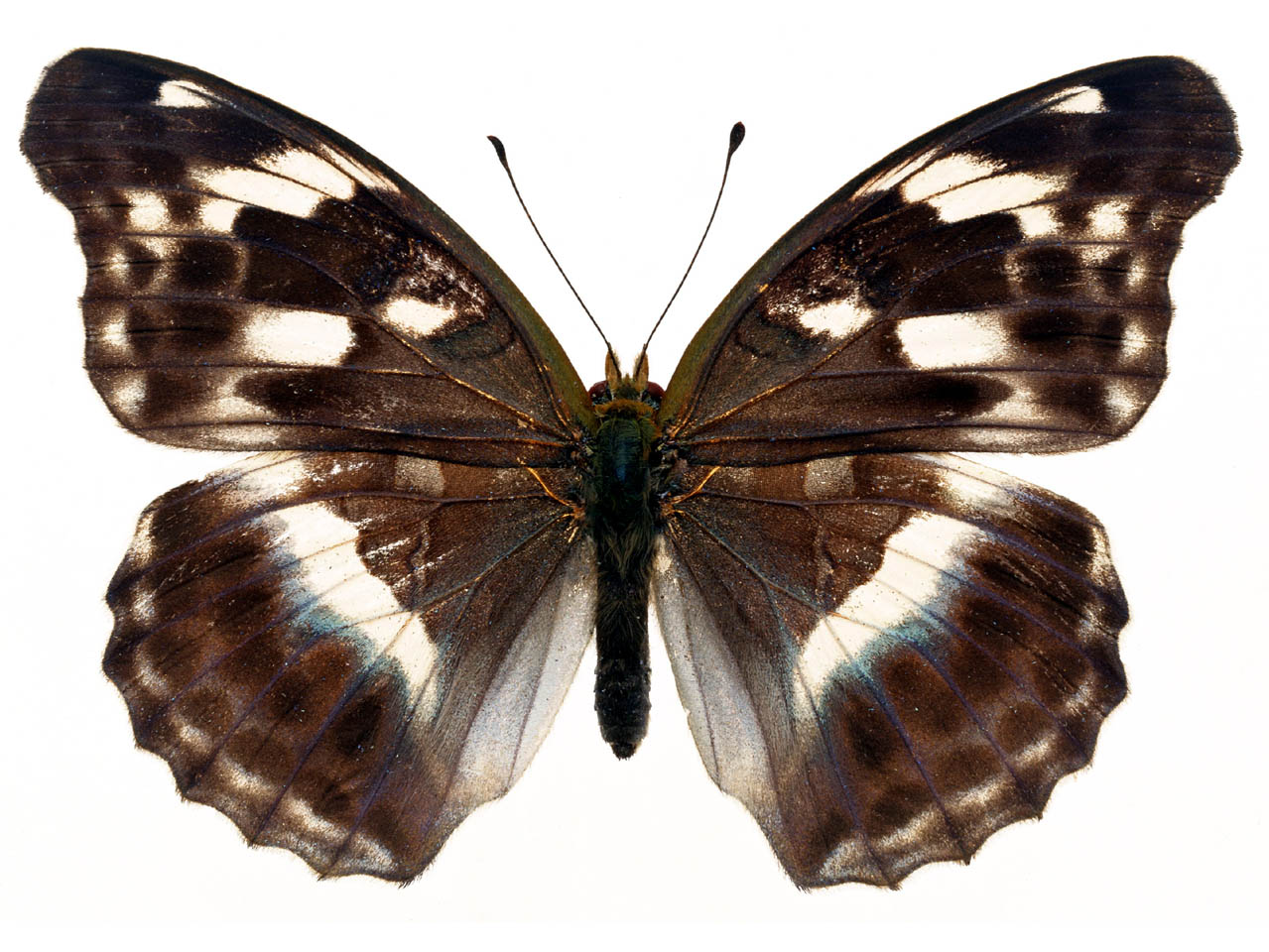 在多数昆虫中,后翅比 a href="#" data-lemmaid="5184513">