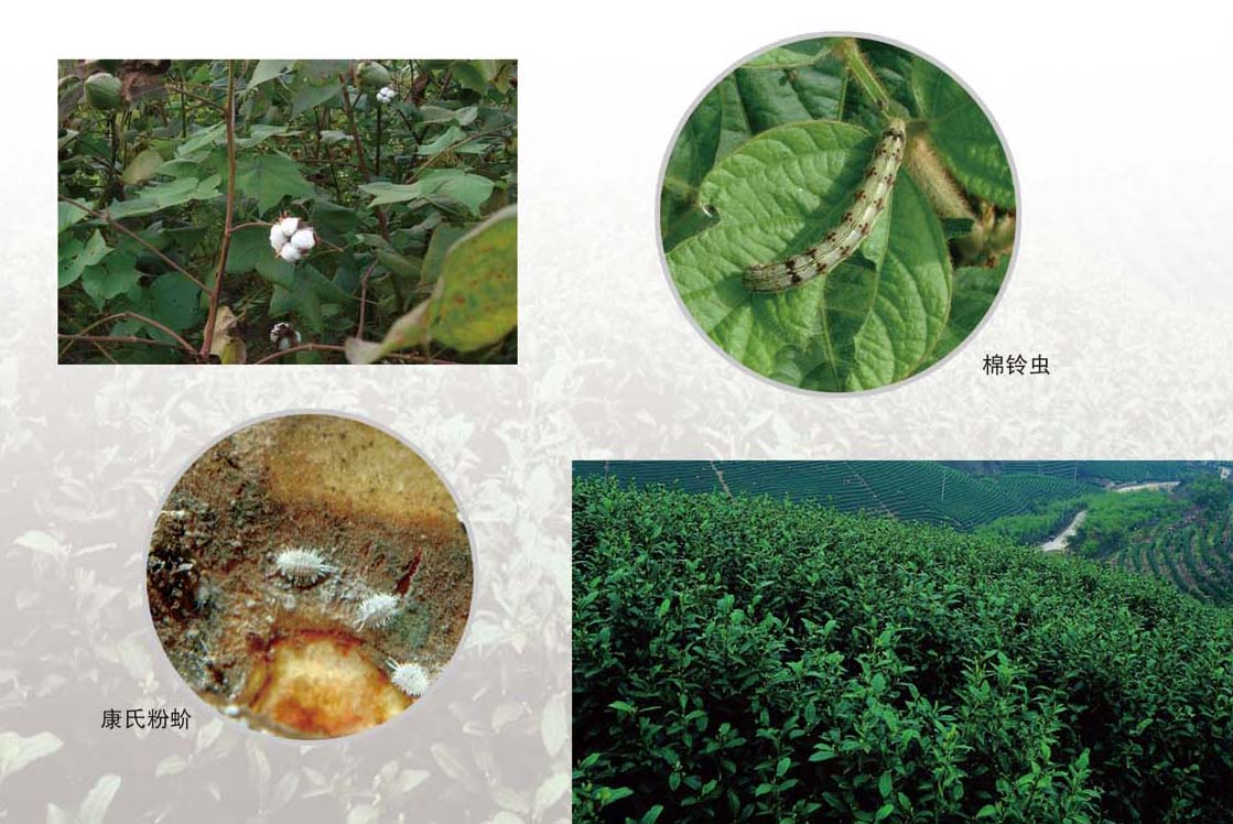 pseudococcus comstocki kuwana