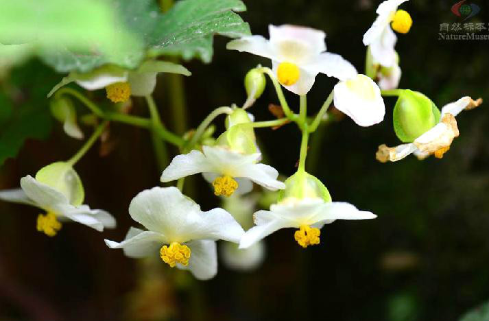 秋海棠科,秋海棠属的 a target="_blank" href="/item/多年生">