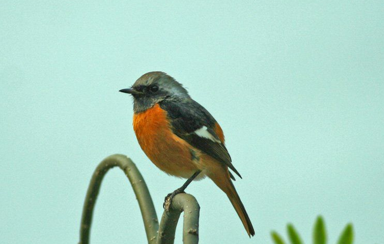  p>红腹红尾鸲(学名: i>phoenicurus erythrogastrus /i>)是鹟科,红尾