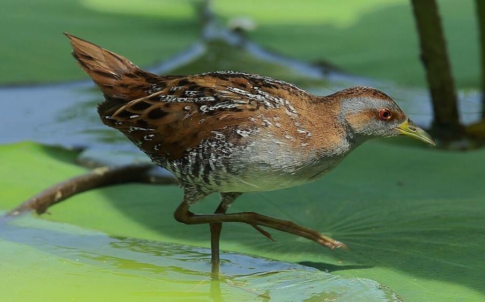  p>花田鸡属(学名:coturnicops)是秧鸡科下的一种属.