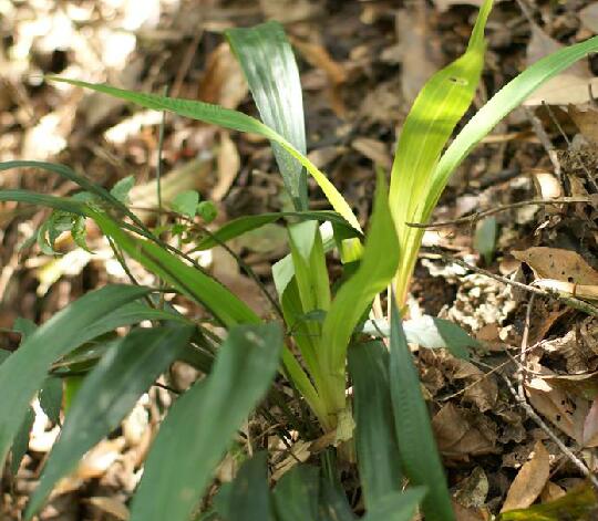  p>宽叶薹草(学名: i>carex siderosticta /i> hance)是莎草科薹草属