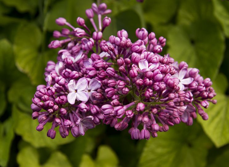 syringa vulgaris l.