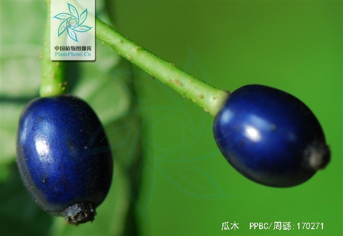  p>瓜木(学名: i>alangium platanifolium /i> (sieb. et zucc.