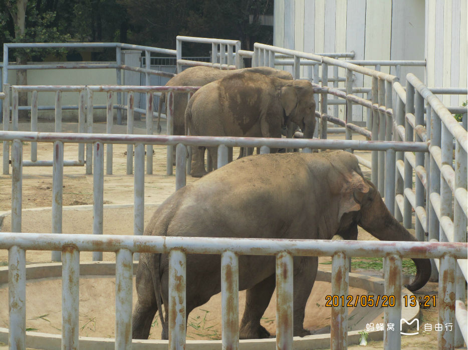  p>济南动物园原名金牛公园,后称金牛动物园,始建于1959年10月,1960年