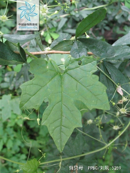 别名:土贝,大贝母(《本草纲目拾遗》),地苦胆,草贝.