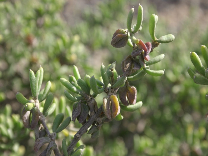 tetraena mongolica maxim.