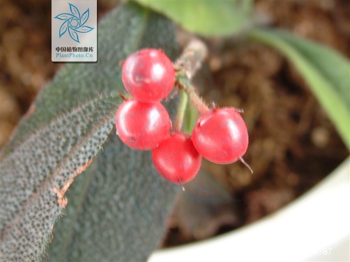  p>虎舌红(学名: i>ardisia mamillata /i> hance)为紫金牛科,紫金牛
