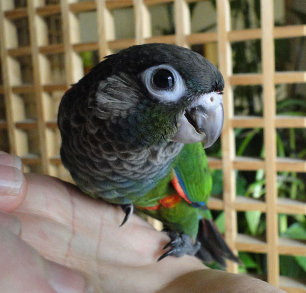  p>珍珠锥尾鹦鹉(学名:pyrrhura lepida)是典型的 a href="#" data