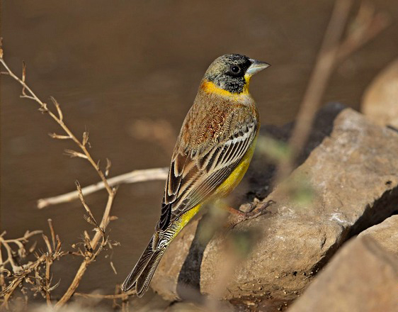  p>黑头鹀(学名: i>emberiza melanocephala /i>):是雀形目鹀科的 a