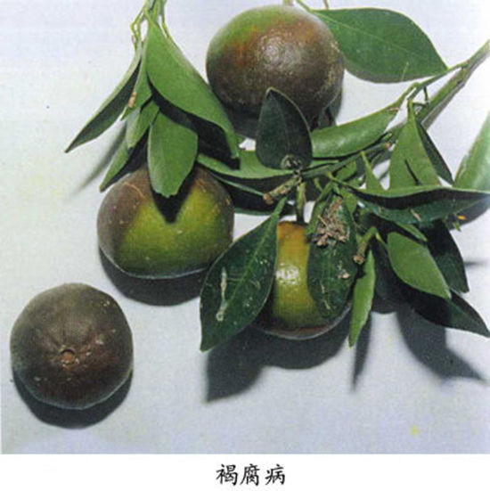柑橘褐斑病得病原因分析报告(柑橘褐斑病黑点黄斑)