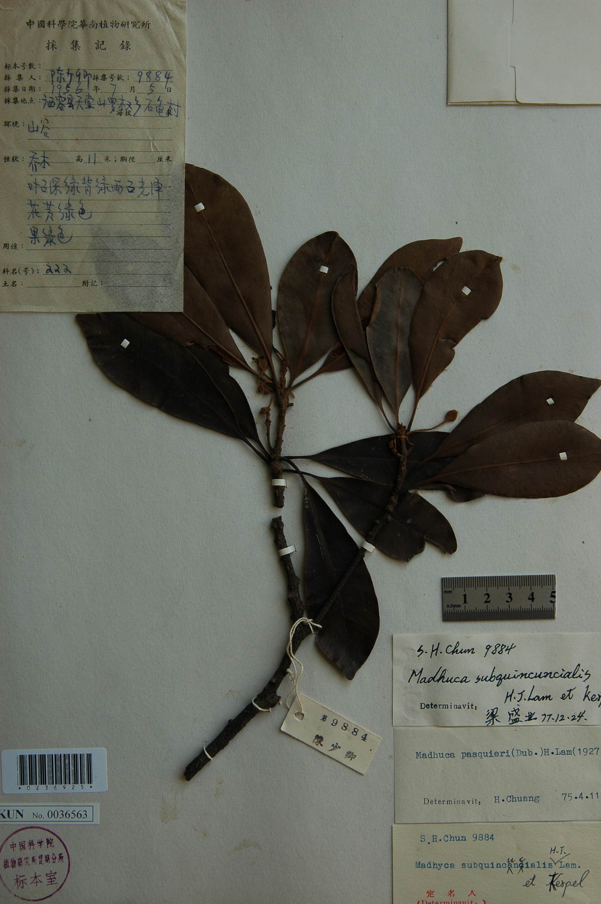  p>海南紫荆木(学名: i>madhuca hainanensis /i> chun et how)是山榄