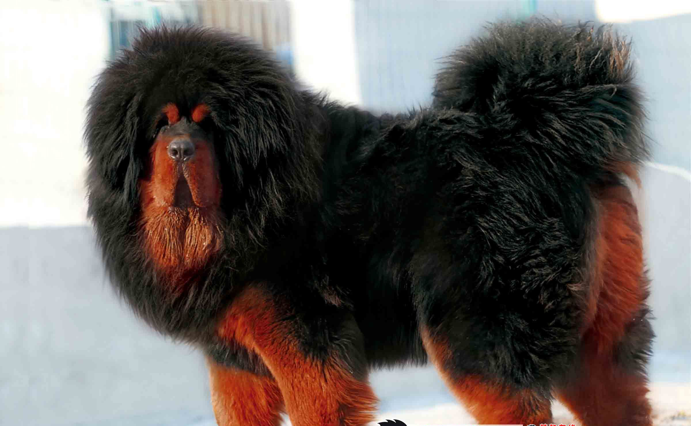 兰伯格獒犬(伯格马斯科犬)