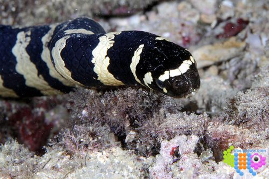 href="#" data-lemmaid="1769262">龟头海蛇属 /a>的爬行动物