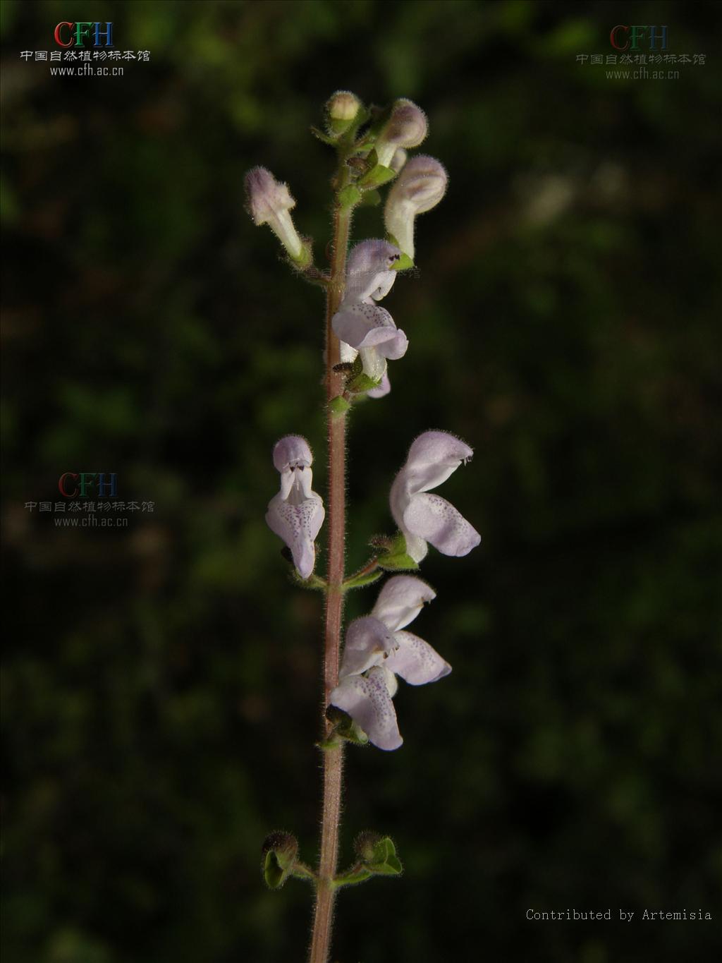 scutellaria teniana
