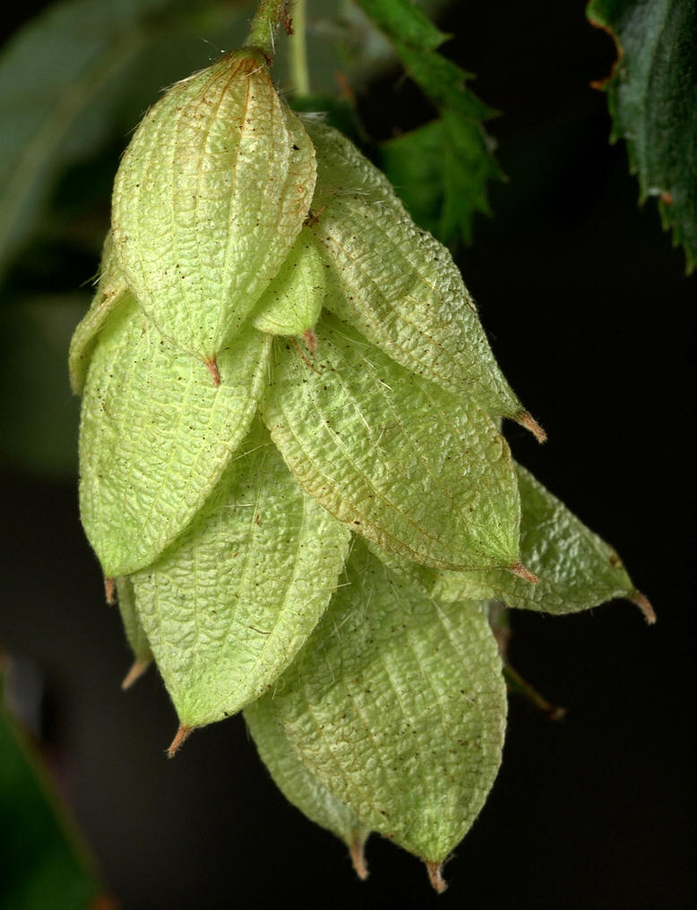  p>鹅耳枥(学名: i>carpinus turczaninowii /i> hance)是桦木科,鹅耳