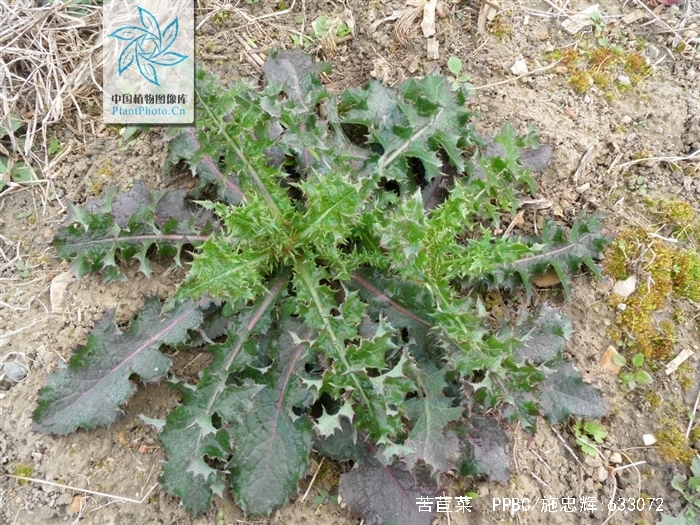  p>苦苣菜(学名: i>sonchus oleraceus l.