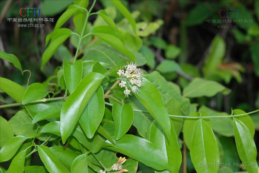  p>牛眼马钱, a href="#">马钱科 /a> a href="#">马钱属 /a>藤状灌木