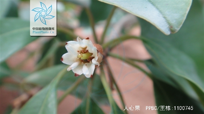  p>人心果(学名: i>manilkara zapota   /i>(linn.