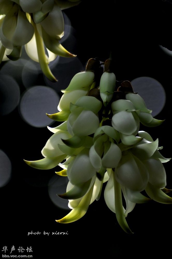 朱雀花