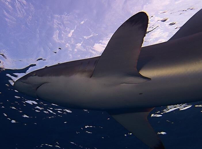 镰形真鲨