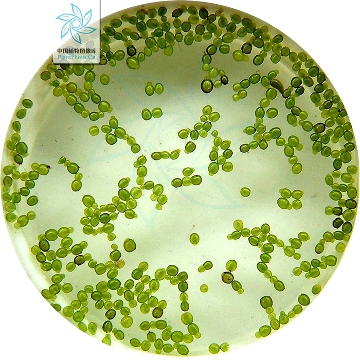 wimmer)是天南星科芜萍属植物,飘浮水面或悬浮,细小如沙,为世界上最