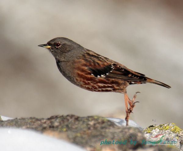  p>雀形目(学名:passeriformes)是鸟类中最为庞杂的一目,为中,小型 a