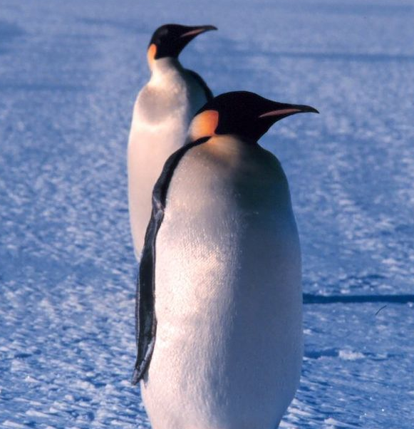 王企鹅属(aptenodytes)