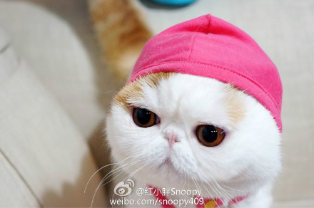  p data-id="gnyu5xlp3r">红小胖snoopy是一只红色梵纹 a target="