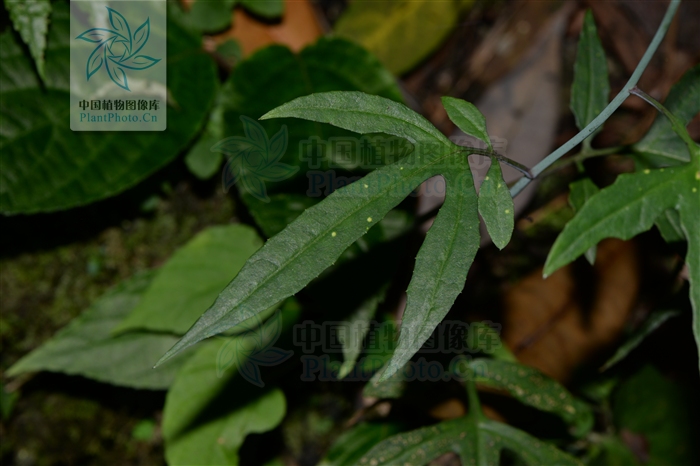 (chang shih)是菊科假福王草属的植物,有长3-5厘米的叶柄,总苞圆柱状