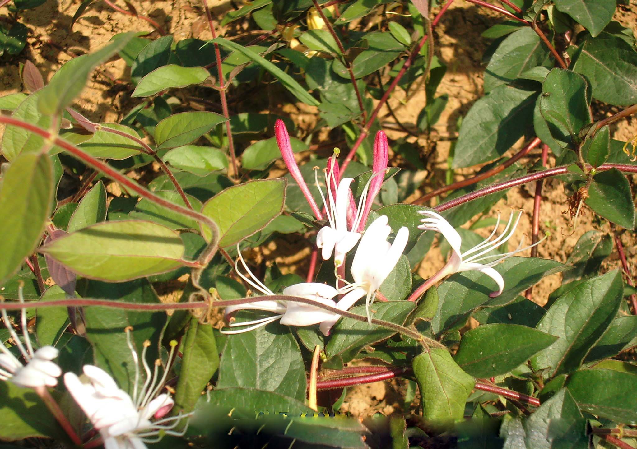  p>红花金银忍冬(学名:lonicera maackii (rupr.) maxim. var.