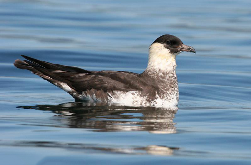  p>中贼鸥( a target="_blank" href="/item/学名/8074290" data