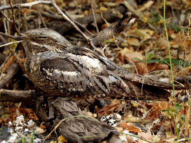  p>欧夜鹰(学名: i>caprimulgus europaeus /i>):体重75-100克,体长26