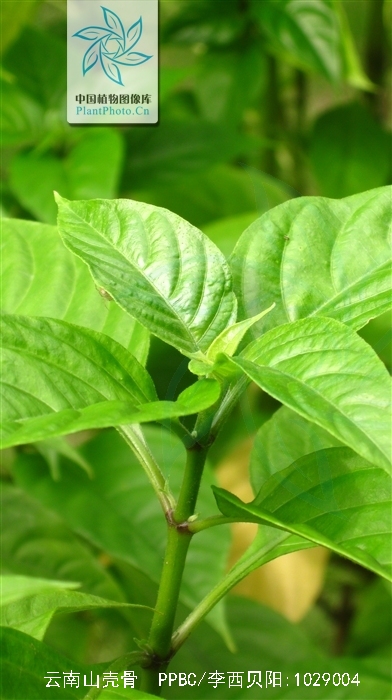  p> b>云南山壳骨 /b>(学名: i>pseuderanthe