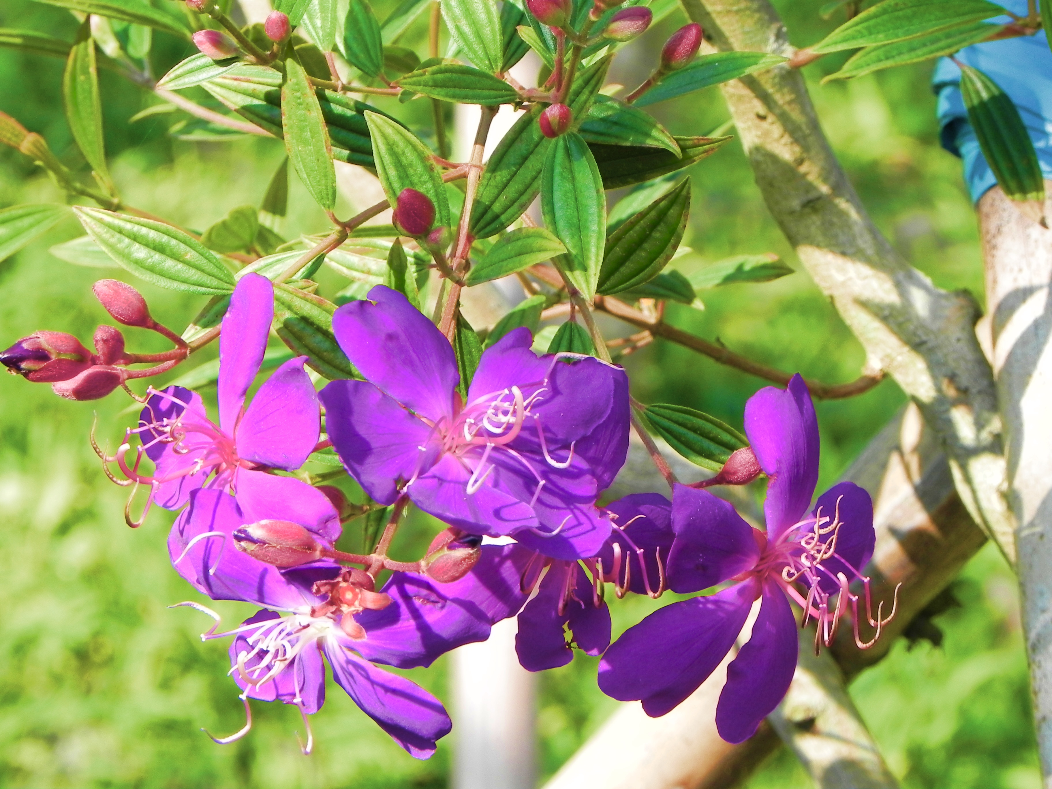 银毛野牡丹(变种)