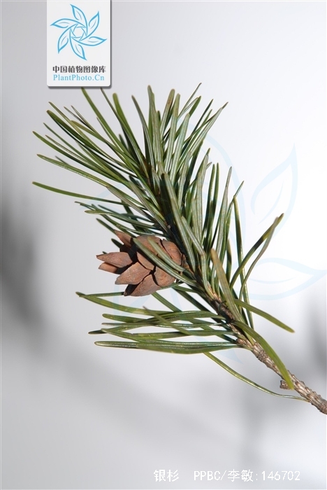 cathaya argyrophylla chun et kuang