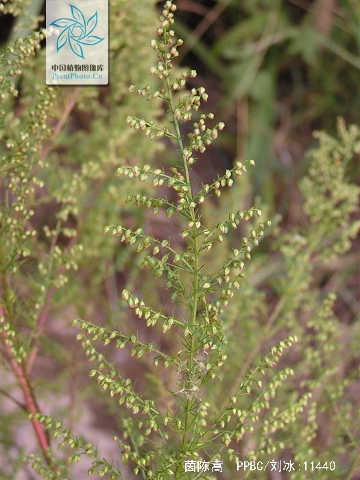 是菊科,蒿属半灌木状 a target="_blank" href="/item/草本/54169"