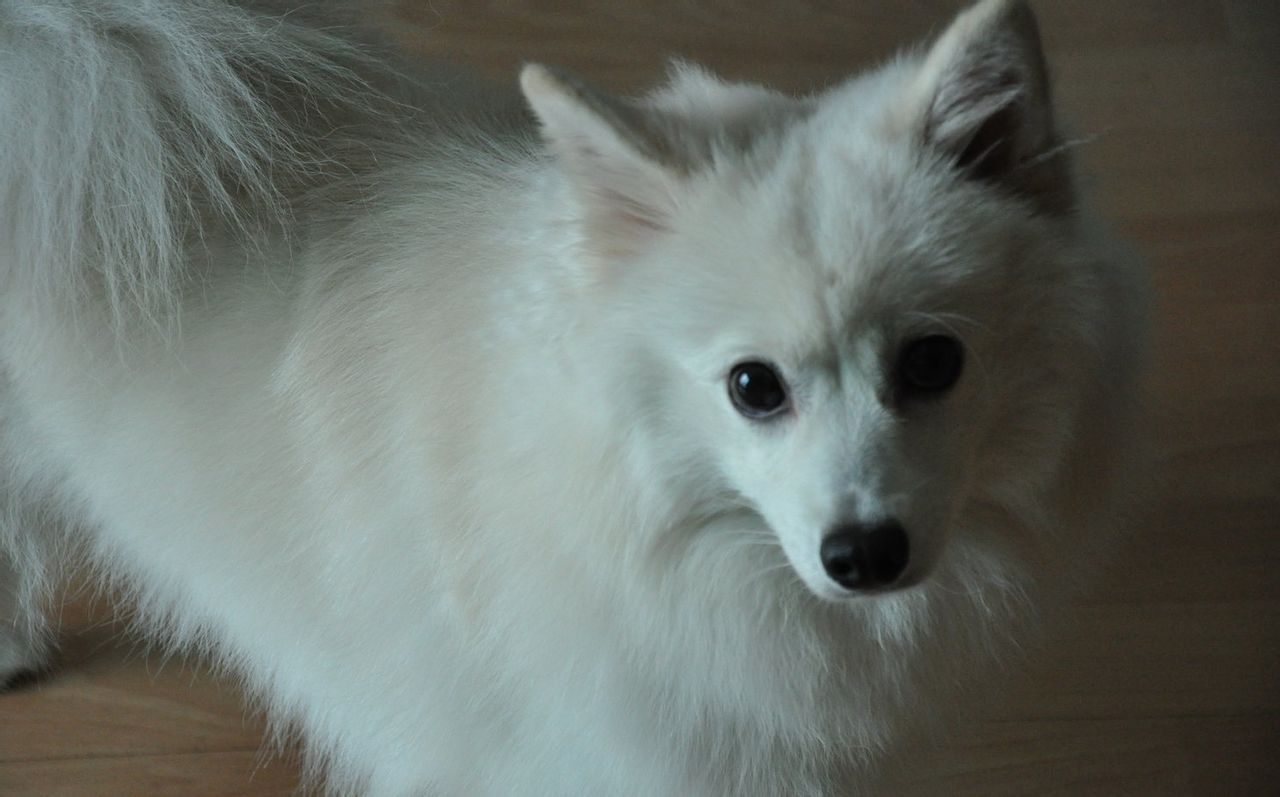 小型德国狐狸犬