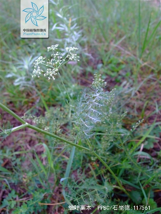 细叶藁本