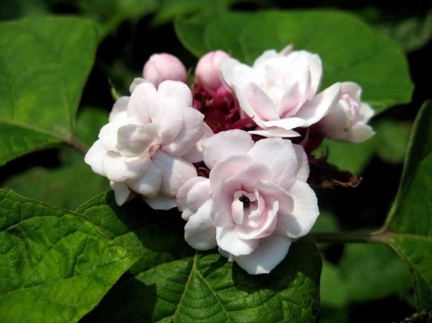  p data-id="tzamtllimhqb">臭茉莉唇是形科大青属 a target="_blank"