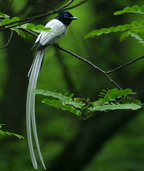  p>中国寿带鸟(学名: i>terpsiphone incei /i>):体态美丽, a target=