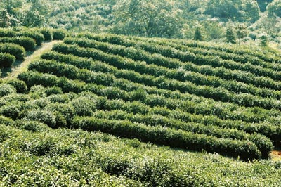 庐山云雾茶