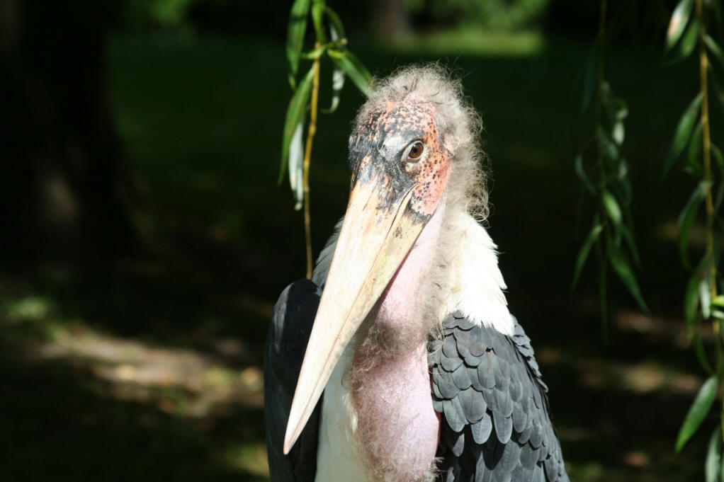 leptoptilos crumeniferus