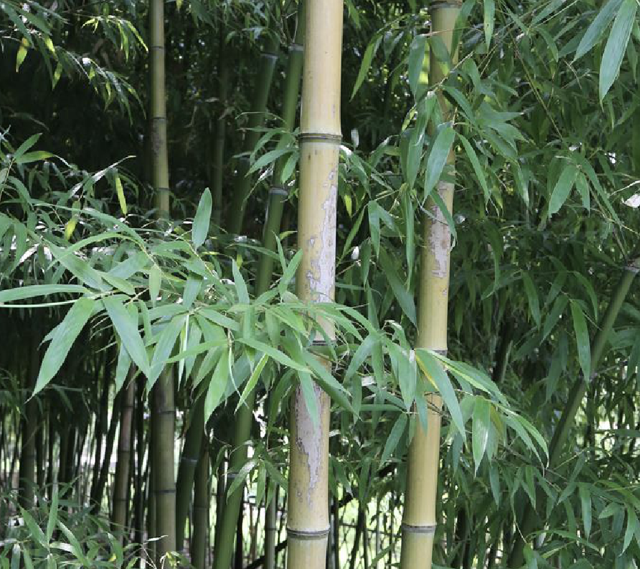  p>红哺鸡竹(学名: i>phyllostachys iridescens  /i>c. y.