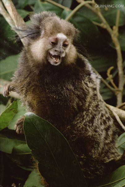  p>狨猴是体型较小的非人灵长类动物,源于巴西东北部,濒临大西洋的